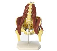 Lumbar Spine Bone Model and Female Pelvis Model for Medical Research - Anatomical Educational Tool with Muscle Details