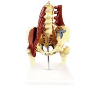 Lumbar Spine Bone Model, Pelvic Floor Muscle Anatomy Model