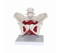 Lumbar Spine Model 2 Lumbar Vertebrae and Pelvis Lumbar Vertebral Pelvic Skeleton Model Moveable for Science Study Patient Education-Model