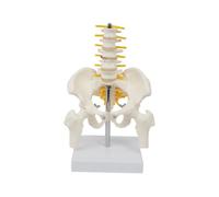 Lumbar Spine Model 5 with Pelvis Leg Bones Nerves for Display Explanation Teaching Science Exhibition Public Education