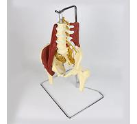 Lumbar Spine Model Human Organ Model Adult Life Size Female Pelvis Lumbar Spine Bone Model Female Pelvis Model with Pelv