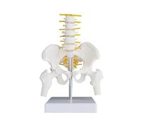 Lumbar Spine Model Modible Joints Portable with Pelvis for Research Patient Communication Desktop Display Enlightenment Learning