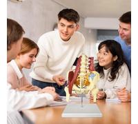 Lumbar Spine Model,Pelvic Model with Lumbar Spine and Muscles Nerves Life Size Pelvic Bone Model Anatomical Pelvis Model for Science Teaching Doctor Practice to Remove