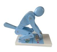 Lumbar Spine Protection Model - Teaching Tool for Correct Lifting & Bending Techniques to Promote Waist Safety During Fitness Training