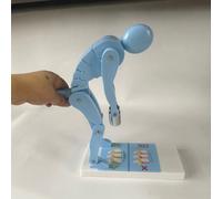Lumbar Spine Trainer Model, Interactive Human Weight Lifting Demonstration Tool for Correct Posture & Spine Protection