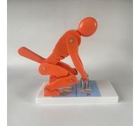 Lumbar Spine Trainer Model, Interactive Human Weight Lifting Demonstration Tool for Correct Posture & Spine Protection