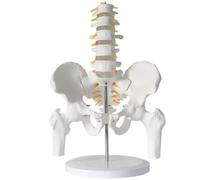 Lumbar Vertebra Model with Pelvis and Leg Bones - Human Anatomy Model with Five Intervertebral Discs for Educational Display and Teaching