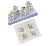Lumbar Vertebrae Model Medicals Teaching Tool Human Lumbar Spine Anatomy Model School Teaching Supplies Human Spine