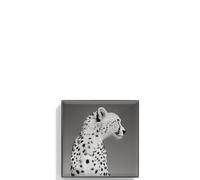 Luminescent Eye - Cheetah