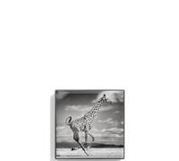 Luminescent Eye - Giraffe