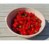 Lunch Box Red Sweet Pepper Seeds - 10 Fresh Seeds