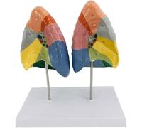 Lung Anatomy Colorimetric Lung Segment Model with Clear Texture and Digital Labeled and Color Partition Respiratory System Lung Model Human Lung Model, Color Divided Areas
