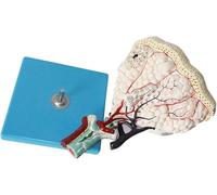 Lung Anatomy Model, Human Lung Lobule Educational Tool, Medical Respiratory System Teaching Aid with 25 Digital Signs for School Study