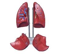 Lung Function Demonstration Model Detachable 1:1 Human Lung Anatomical Model with 4 Detachable Parts & Clear Texture for Understanding