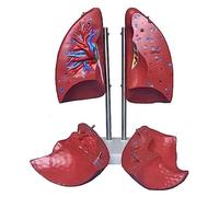 Lung Model,Detachable 1:1 Human Lung Anatomical Model with 4 Detachable Parts & Clear Texture for Understanding The Structure