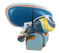 Lung Model Human Lung Pathological Model Lung Disease Model Smoker's Lung Suitable for Medical Teaching with Medical Of