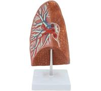 Lung Model Human Throat Cardiopulmonary Anatomy Model Respiratory System Model Organs Model anatomy models