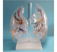 Lung Segment Anatomical Model - Human Anatomy of The Lung Segment Human Internal Organ Model Transparent Lung Segment Anatomical Model for Study Teaching Display
