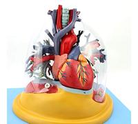 Lung Tree Vascular Trachea Medical Anatomical Model - Human Heart Model Human Organ Anatomy Model - For Medical Educational Training Aid