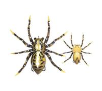 Lunkerhunt LSPIDER07 Phantom Spider, 1/2 Oz - Fang