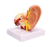 Luocute 1.5X Enlarged Human Ear Model, Left Outer Middle Inner Ear Structure Anatomical Model, for Teaching Demonstration and Physiology Study