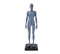 Luocute Female Human Body Musculoskeletal Model, 27cm Resin Anatomical Figure with Clear Muscle Patterns and Stable Base, for CG Painting Teaching and Art Reference