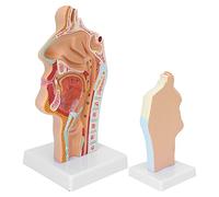 Luocute Human Nasal Oral Cavity Throat Anatomical Model, Life Size Sagittal Simulation with Internal Structure of Nose Pharynx, for Teaching and Research