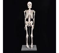 Luocute Human Skeleton Model, 85cm, Resin, Anatomical Teaching Tool