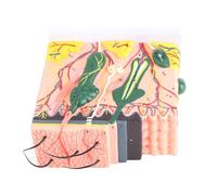 Luocute Human Skin Magnified Model, Anatomy Biology Teaching Aid Educational 50X PVC Three Dimensional for Surgery Teaching for Laboratory Supplies for School Biology