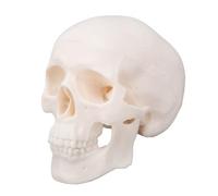 Luocute Human Skull Model, Palm Sized Anatomical Skull with Removable Parts, for Medical Student Study Art Reference Educational Display