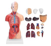 Luocute Human Torso Model, 28cm Anatomical Assembly Model with Detachable Internal Organs, for Study and Teaching in Science Classroom
