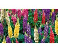Lupin Legendary Trio - 3 or 6 Potted Plants: 3 Plants