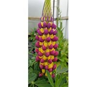 Lupinus West Country 'manhattan Lights' - Strong Bi Colour Flower Spike - Hardy Perennial - 1.5 Litre Pot