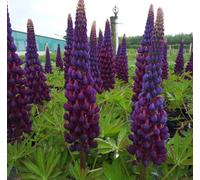 Lupinus West Country 'masterpiece' - Striking Purple Flower Spikes - Hardy Perennial - 1.5 Litre Pot