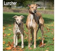 Lurcher 2026 Calendar | Square Wall Calendar | Dog Breed Gift | Plastic Free Packaging | by Avonside Publishing