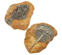 Lurrose 2Pcs DIY Resin Fossil Reptile Box Ornaments Natural Simulation Terrarium Decorations for Lizards and Pets Non-toxic Resin with Dark Atmosphere Design