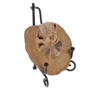 Lurrose Authentic Ammonite Model for Table Decor with Informative and Aesthetic Charm, for Geology Enthusiasts and Educational Collection Display