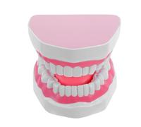Lurrose Dental Teaching Model for Oral Hygiene Education and Brushing Practice Realistic PVC Tooth Model with Easy to Clean Surface Pink Dental Prop for Students