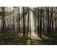 Lush conifers-3000-Piece Puzzle for Adults: Classic Puzzle, Casual Entertainment, Puzzle, Adult Gift (14 years+）