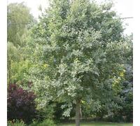Lutescens Whitebeam Tree Sorbus Aria Outdoor Ornamental Pot 1.5m - 1.8m Plant Theory Green One Size