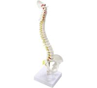 LUVADU ZCX Human Spine Model Human Body Model Anatomy Model With Base Detachable Orthopedic Hospital Demo Model anatomy models (Color : Suspension-spine)