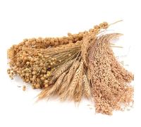 LUVCOSY Hamster Organic Sprays Set = Wheat + Flax + Yellow Millet + Panicle Millet, Pet Habitat Bedding Decor, Natural Hamster Chews Accessories Supplies, for Gerbil, Mice, Guinea Pig, Chinchilla