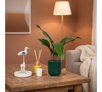 Luxe Leaf Aspidistra Houseplant with Forest Ceramic Pot - Indoor Evergreen Plant Included
