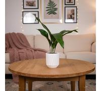 Luxe Leaf Plants Aspidistra Houseplant with White Ceramic Pot - Indoor Greenery Included