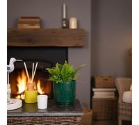 Luxe Leaf Plants Boston Fern Houseplant with Forest Ceramic Pot, Indoor Air Purifying Greenery, Decorative Pot Included for Homes & Offices