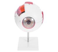 Luxshiny 6x Enlarged Eye Anatomy Model with Detachable Stand, Numbered Human Eyeball Biology Classroom Model for Medical Teaching and Science Display
