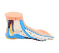 Luxshiny Human Foot Bone Model with Flexible Vessel Representation and Realistic Blood Vessel Mapping, Articulated Vinyl Foot Anatomy Teaching Model for Classroom Learning and Anatomy