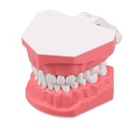 Luxshiny Plastic Tooth Brushing Demonstration Model for Schools and Classrooms, Oral Hygiene Teaching Tool with Easy Maintenance, Student Dental Practice Model for Effective Teeth Cleaning