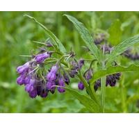 Luxury Comfrey Blended Ointment 60ml Natural Soothing Knit Bones Fractures Aid Healing Breaks