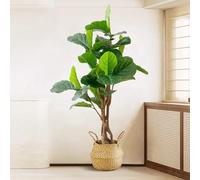 Luxury Simulated Fiddle Leaf Fig Tree with Flower Pot - Realistic Artificial Decorative Bonsai Plant, 170CM Tall Floor Plant for Home Decoration